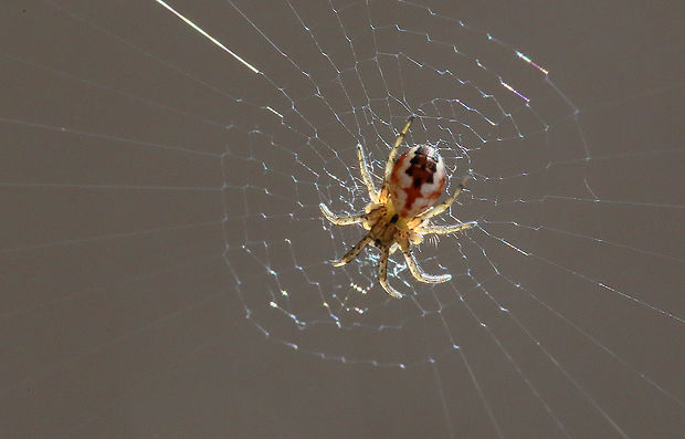 križiak Mangora acalypha