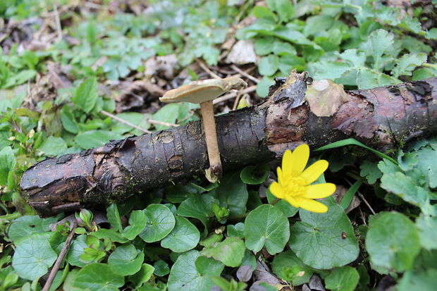 trúdnik Polyporus sp.