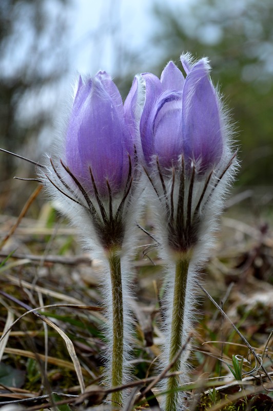 poniklec veľkokvetý Pulsatilla grandis Wender.