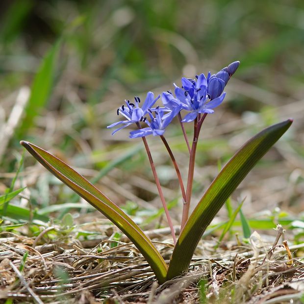 scila severná Scilla drunensis (Speta) Speta