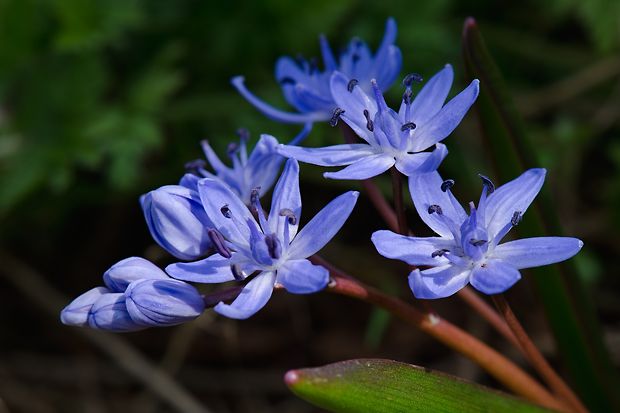 scila severná Scilla drunensis (Speta) Speta