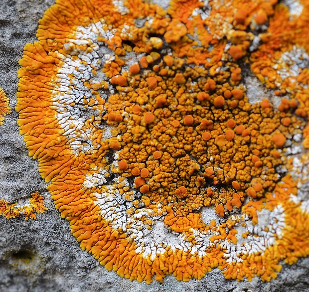 diskovník oranžový Xanthoria elegans (Link) Th. Fr.