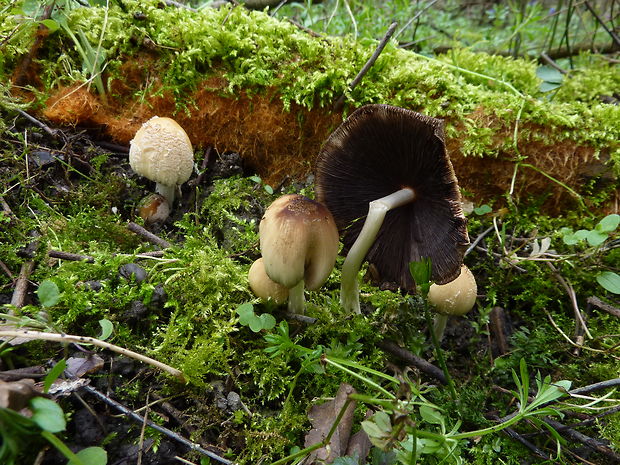 hnojník okrový Coprinellus cf.domesticus (Bolton) Vilgalys, Hopple & Jacq. Johnson