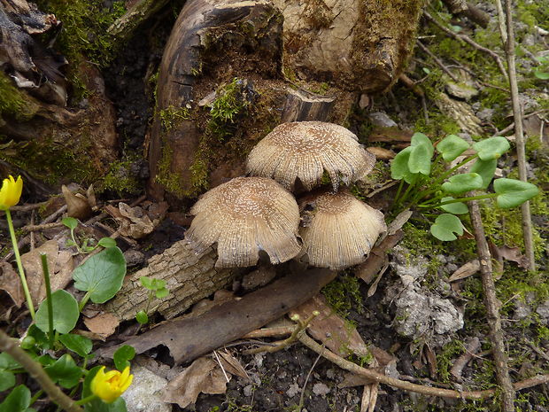 hnojník okrový Coprinellus cf.domesticus