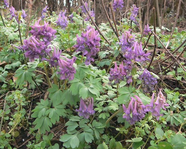 chochlačka plná Corydalis solida (L.) Clairv.