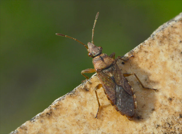 bzdôška Orsillus depressus