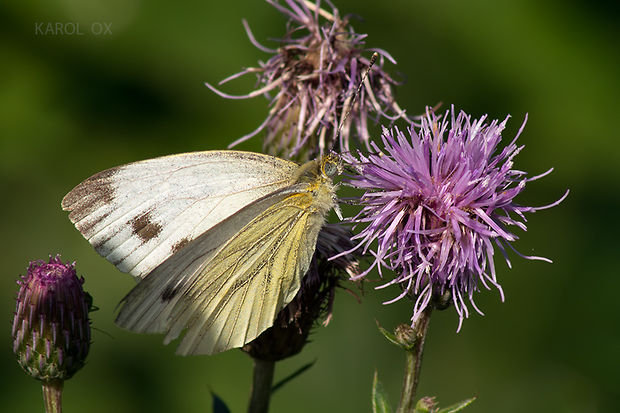 mlynárik repkový Pieris napi