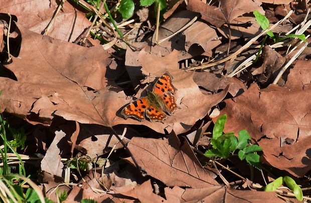 babôčka zubatokrídla Polygonia c-album