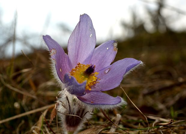 poniklec veľkokvetý Pulsatilla grandis Wender.