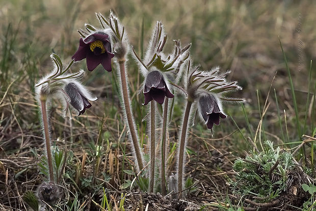 poniklec lúčny český Pulsatilla pratensis subsp. bohemica Skalický