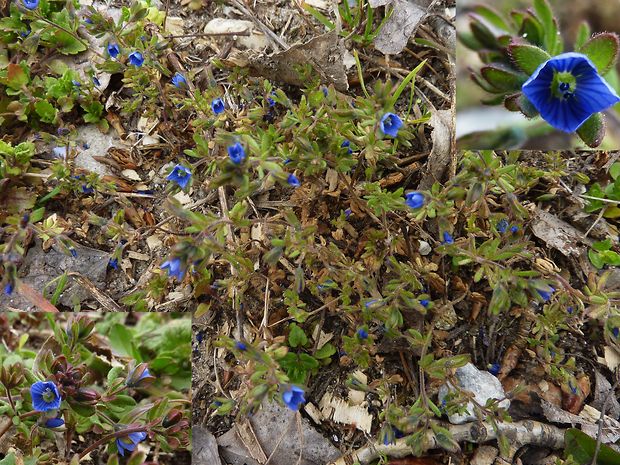 veronika trojúkrojková Veronica triphyllos L.