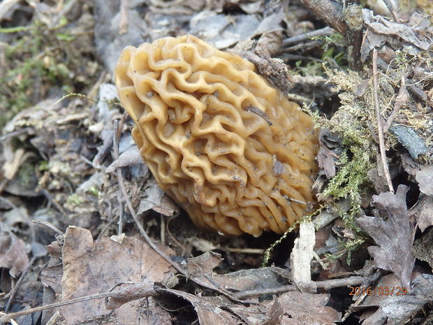 smrčkovec český Verpa bohemica (Krombh.) J. Schröt.