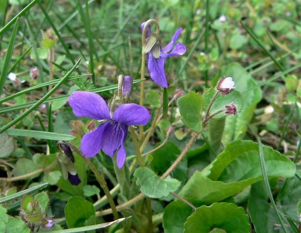 fialka voňavá Viola odorata L.