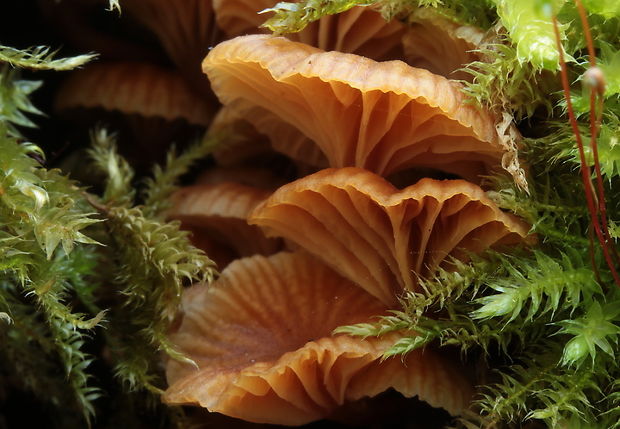 tanečnička zvončekovitá Xeromphalina campanella (Batsch) Maire