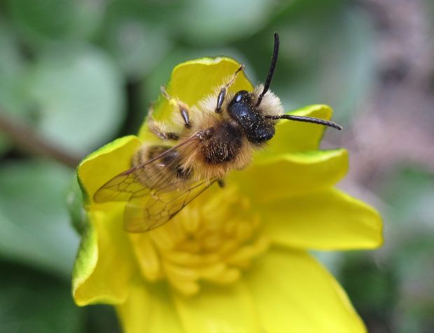 - Andrena sp.