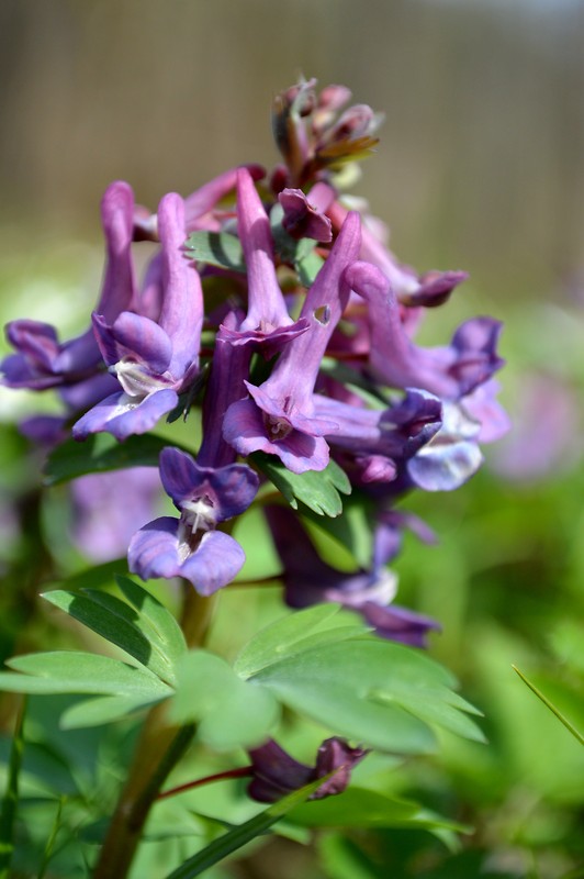 chochlačka plná  Corydalis solida (L.) Clairv.