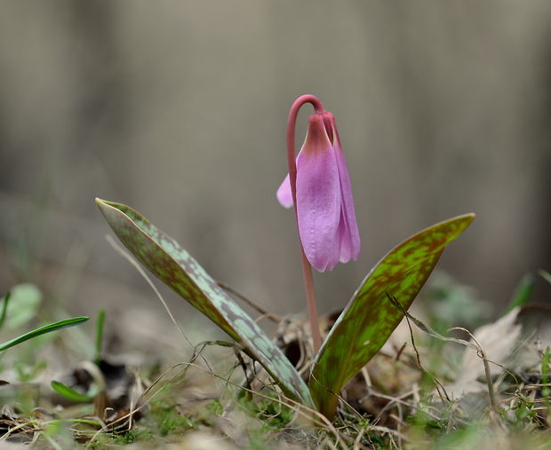 kandik psí Erythronium dens-canis L.