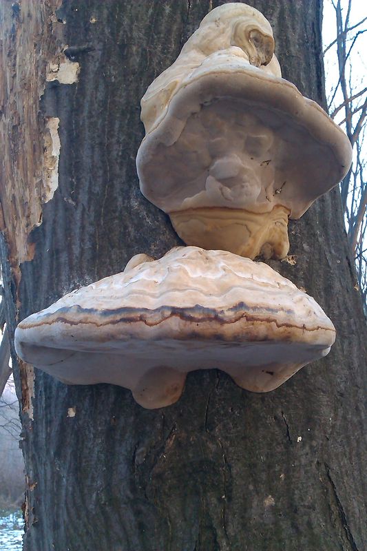 práchnovec kopytovitý Fomes fomentarius (L.) J.J. Kickx