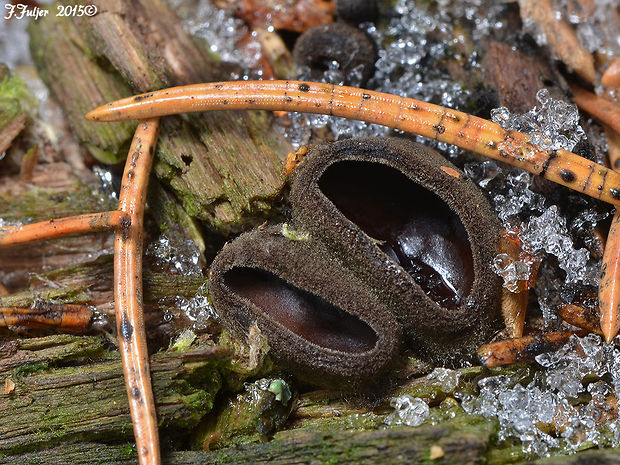 misôčka černastá Pseudoplectania nigrella (Pers.) Fuckel