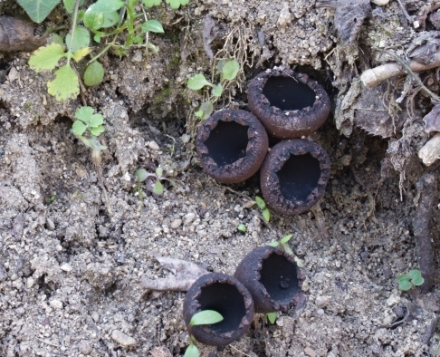 urnička kráterovitá Urnula craterium (Schwein.) Fr.