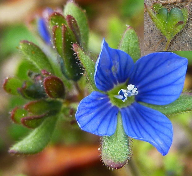 veronika trojúkrojková Veronica triphyllos L.