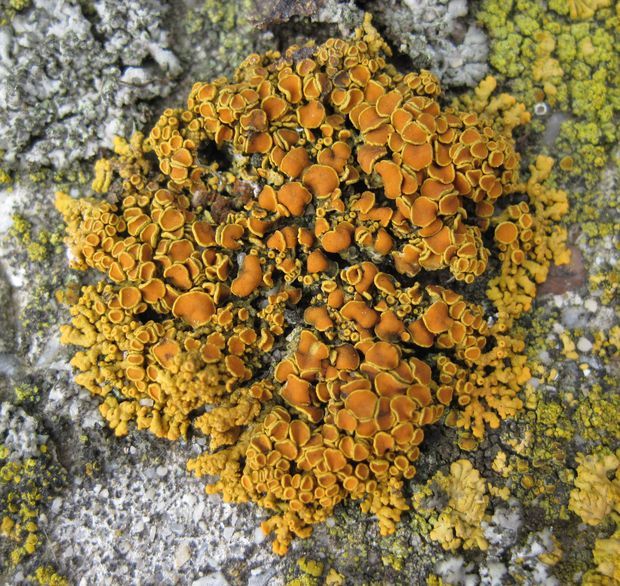 diskovník oranžový Xanthoria elegans (Link) Th. Fr.