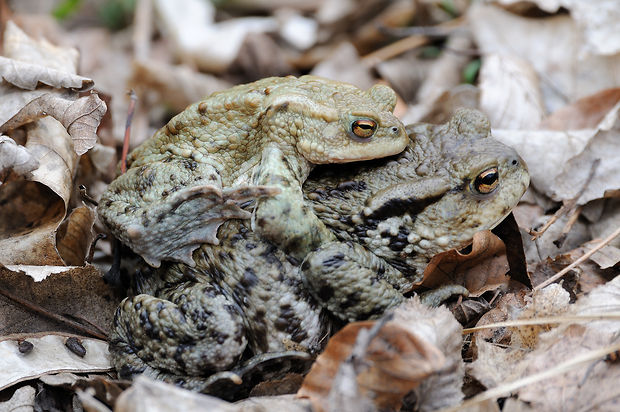 ropucha bradavičnatá Bufo bufo