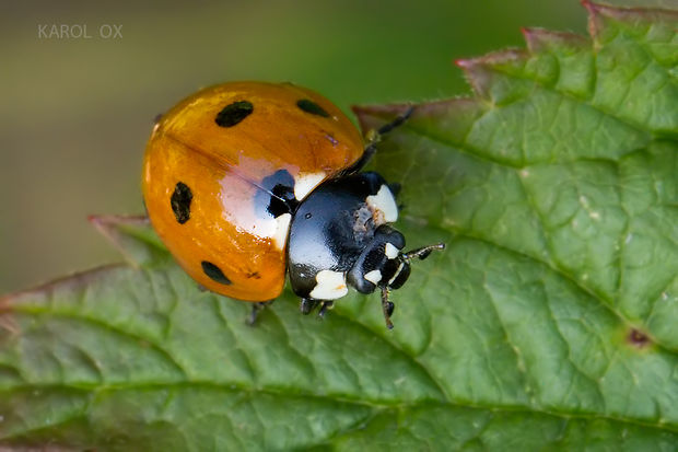 lienka sedembodková Coccinella septempunctata