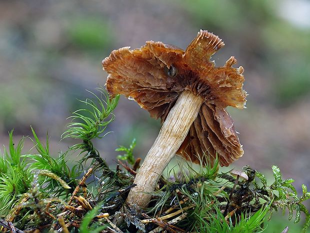 pavučinovec gaštanovohladký Cortinarius badiolaevis Niskanen, Liimat., Mahiques, Ballarà & Kytöv.