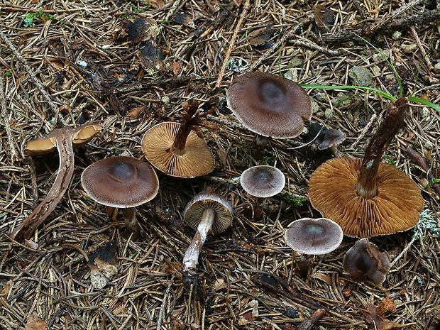 pavučinovec vtlačený Cortinarius depressus Fr.