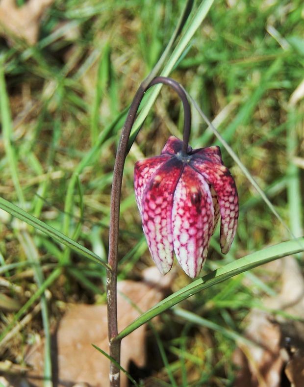 korunkovka strakatá Fritillaria meleagris L.