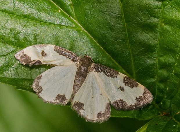 listnatka liesková Lomaspilis marginata