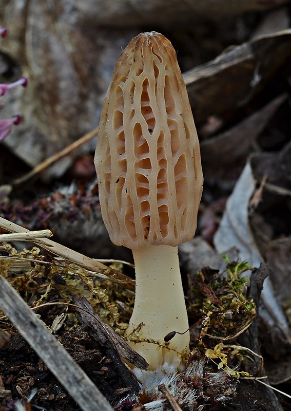 smrčok kužeľovitý Morchella conica Pers.