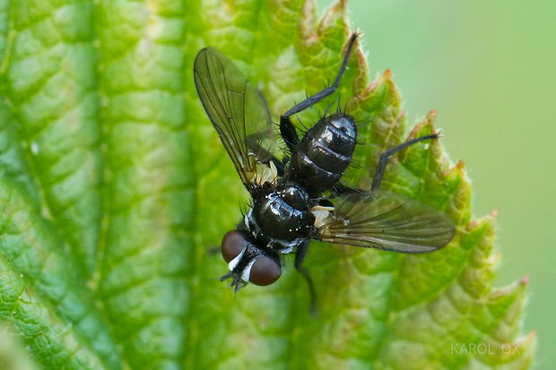 bystruša Phania funesta