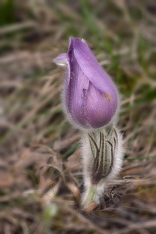 poniklec veľkokvetý Pulsatilla grandis Wender.