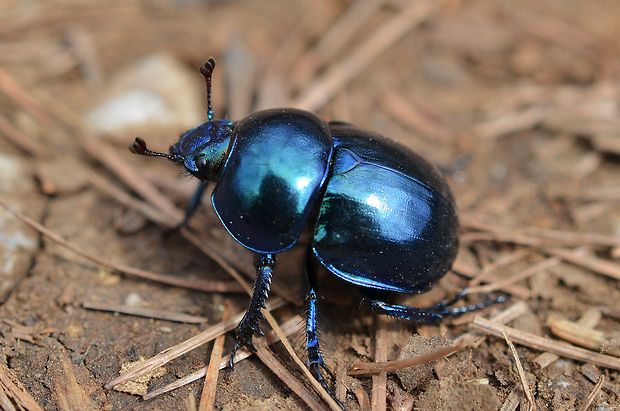 lajniak Trypocopris vernalis