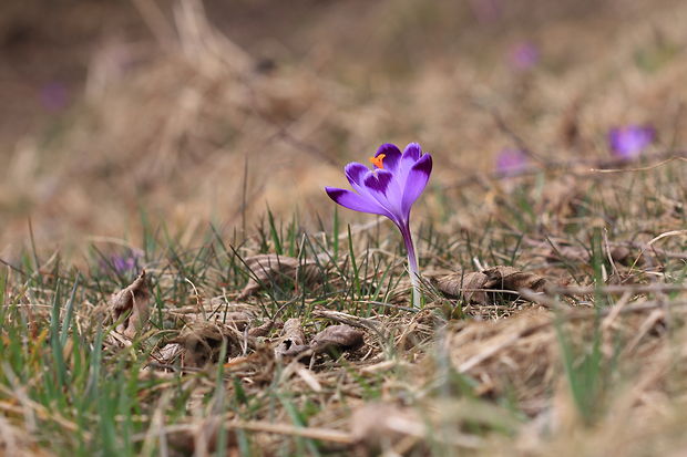 šafran Crocus sp.