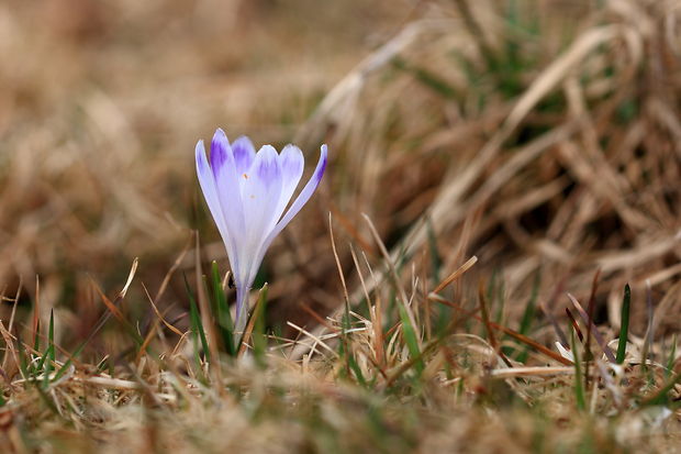 šafran Crocus sp.