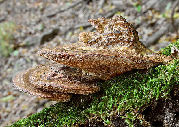 sieťkovček červenkastý Daedaleopsis confragosa (Bolton) J. Schröt.