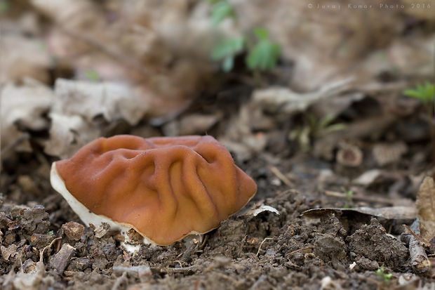 ušiak obrovský Gyromitra gigas (Krombh.) Cooke