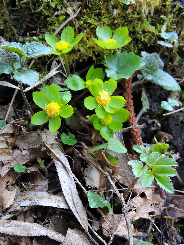 hviezdnatec čemericový Hacquetia epipactis (Scop.) DC.