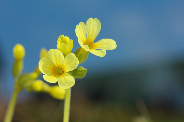 prvosienka vyššia Primula elatior (L.) L.