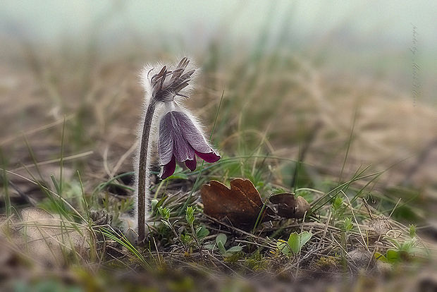 poniklec lúčny český Pulsatilla pratensis subsp. bohemica Skalický