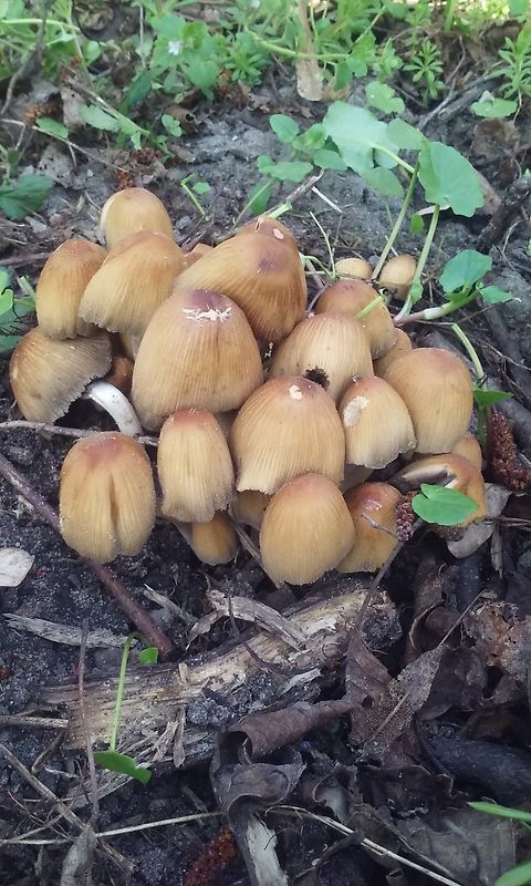 hnojník ligotavý Coprinellus micaceus (Bull.) Vilgalys, Hopple & Jacq. Johnson