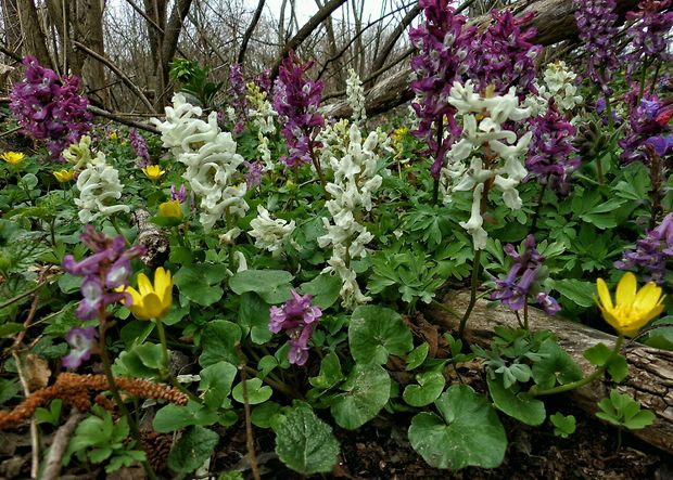 chochlačka plná Corydalis solida (L.) Clairv.