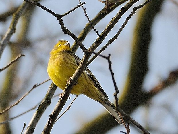 strnádka žltá Emberiza citrinella