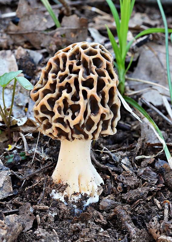 smrčok jedlý Morchella esculenta (L.) Pers.