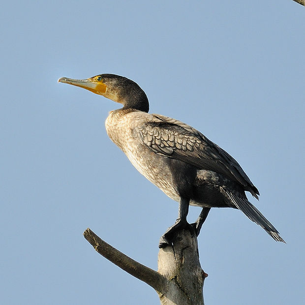 kormorán veľký Phalacrocorax carbo