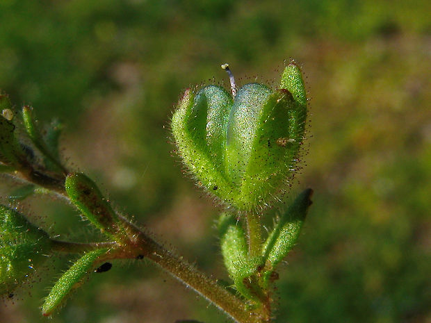 veronika trojúkrojková Veronica triphyllos L.