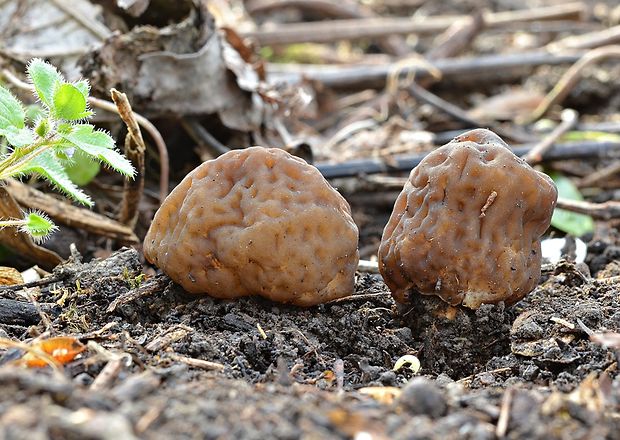 smrčkovec náprstkovitý vráskavý Verpa conica var. cerebriformis (J. Moravec et Svrček) Šebek